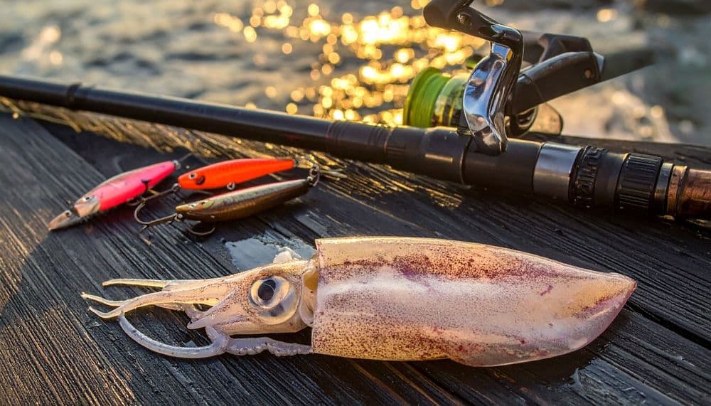 【初心者向け】エギング入門|アオリイカの釣り方・道具・時期を完全解説