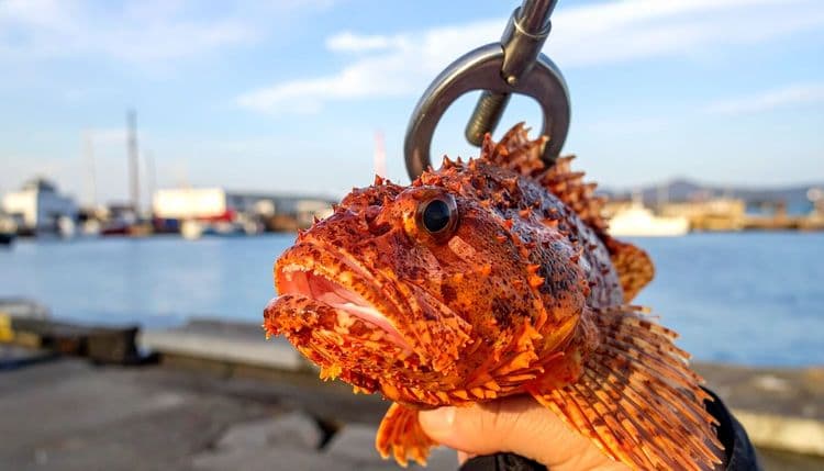 【初心者向け】穴釣り・ブラクリで根魚を釣る方法|カサゴ・メバル狙い